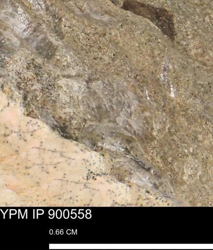 Anomia gryphorhyncha
