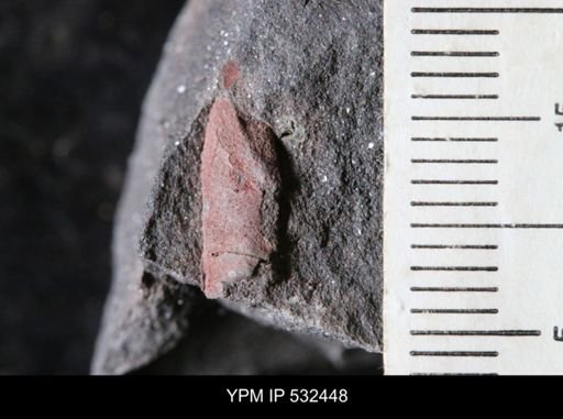 undet. Echinodermata