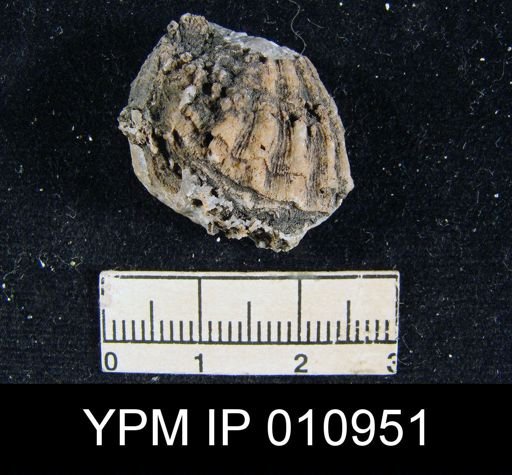 Meekella hessensis