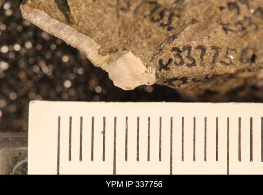 undet. Bivalvia