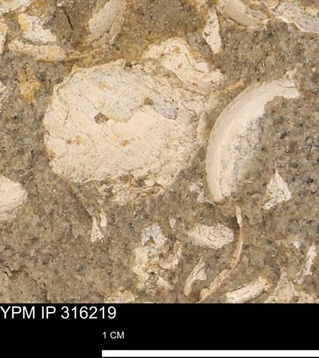 undet. Gastropoda