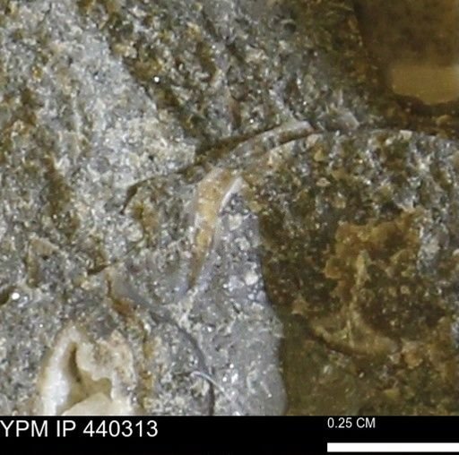 undet. Bivalvia
