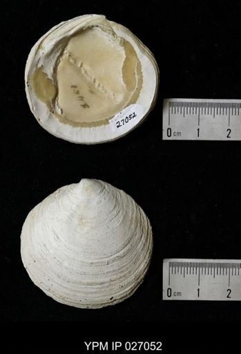 Lucina (Stewartia) anodonta