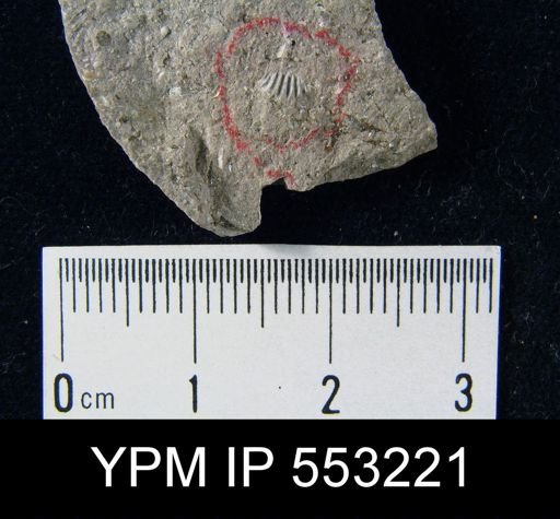 Hustedia mormoni