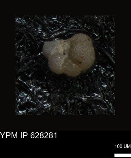 undet. Foraminiferida