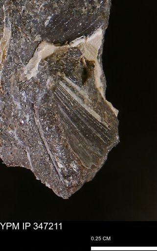 undet. Bivalvia