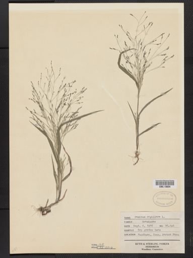 Panicum capillare