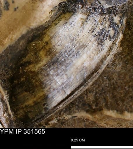 Limopsis striatopunctatus