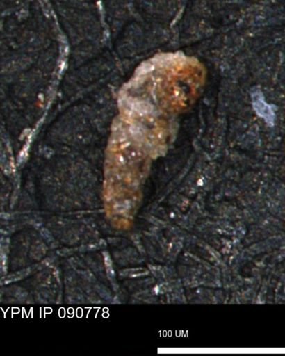 Verneuilinoides hectori