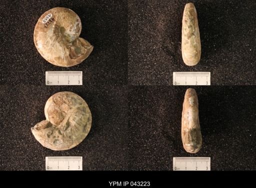 Hoploscaphites nicolletii