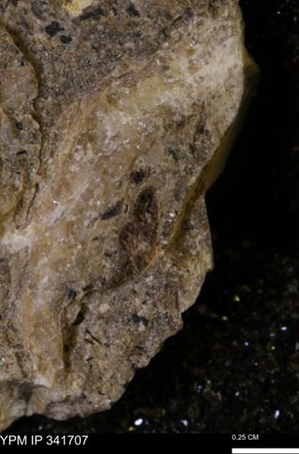 Scaphites sp.