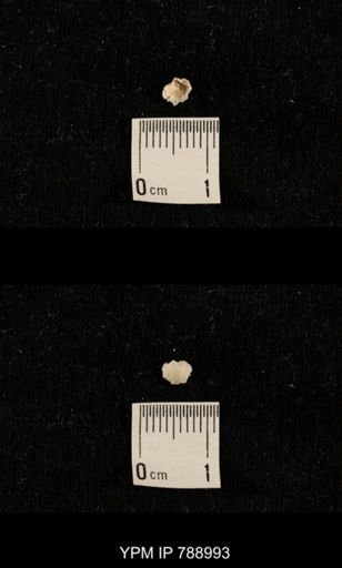 undet. Brachiopoda