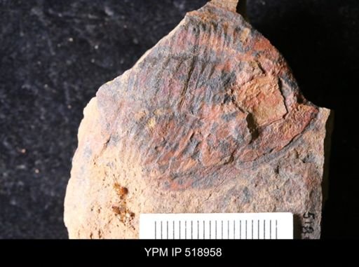 undet. Asaphidae