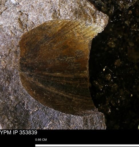 undet. Bivalvia
