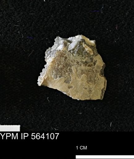 undet. Sphenodiscidae