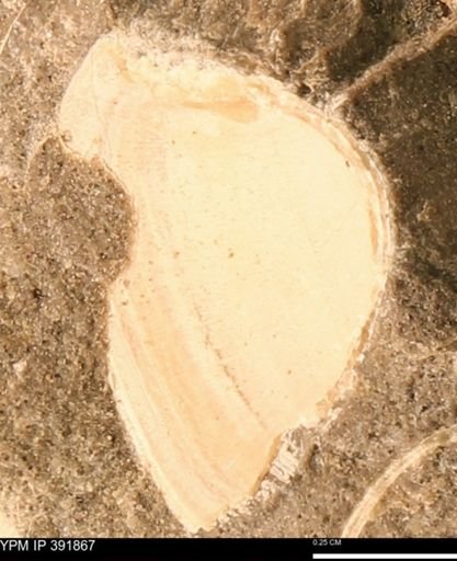Protocardia sp.