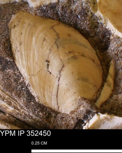 Limopsis striatopunctatus