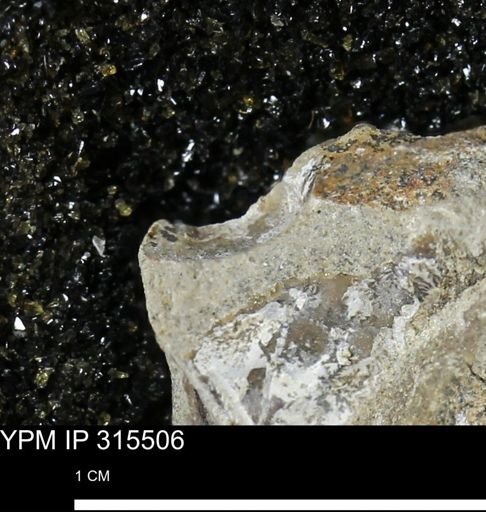 undet. Mollusca