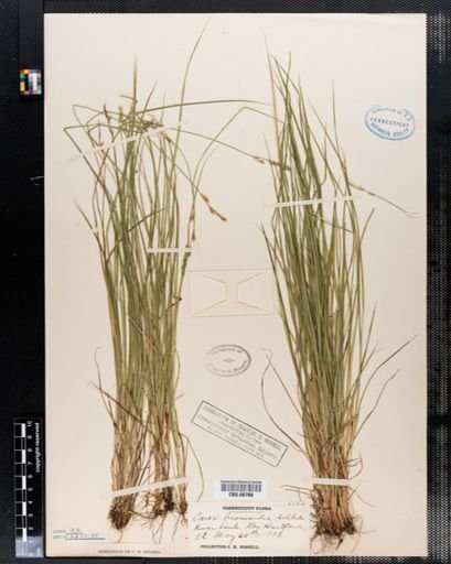 Carex bromoides