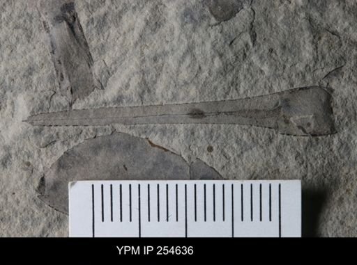 Eurypterus sp.