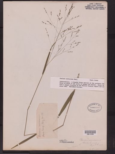Panicum verrucosum