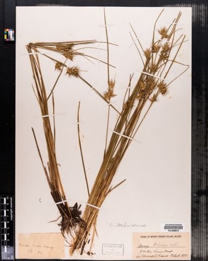 Carex michauxiana