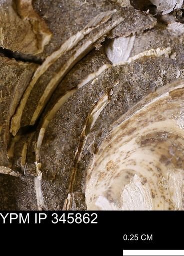 undet. Bivalvia