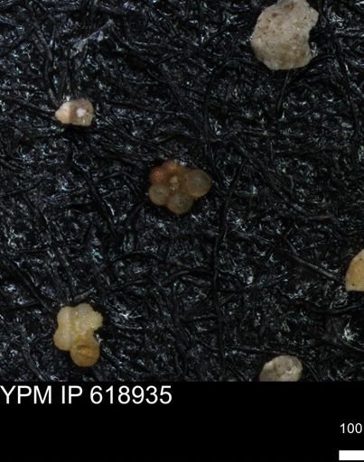 undet. Rugoglobigerinidae