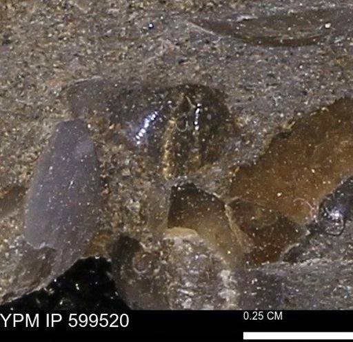 Protocardia subquadrata