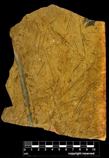 taxon undetermined