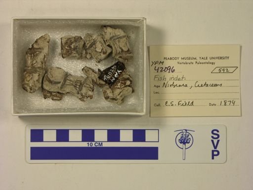 undet. Actinopterygii