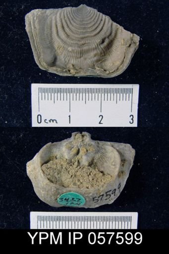 Leptaena rhomboidalis
