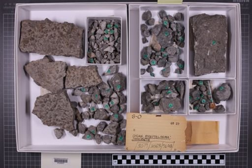 mixed taxa, stratigraphic collection
