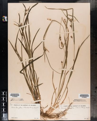 Carex blanda