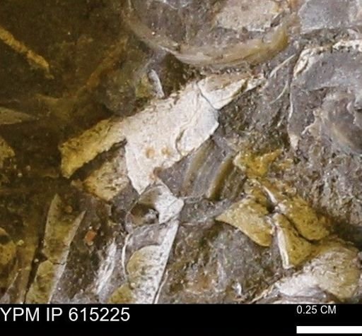 undet. Mollusca