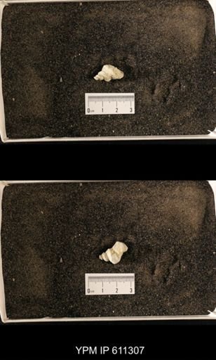 Lophospira oweni