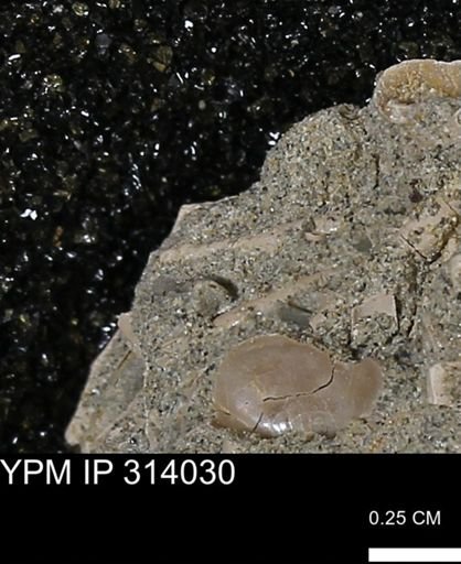 undet. Scaphopoda