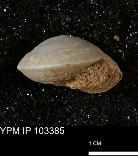 Poecilozonites bermudensis zonatus