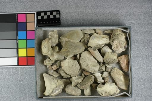 Entelodon sp.