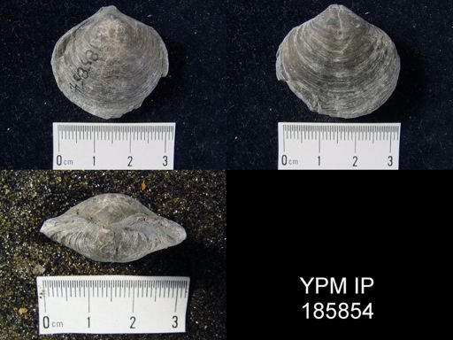 Athyris spiriferoides