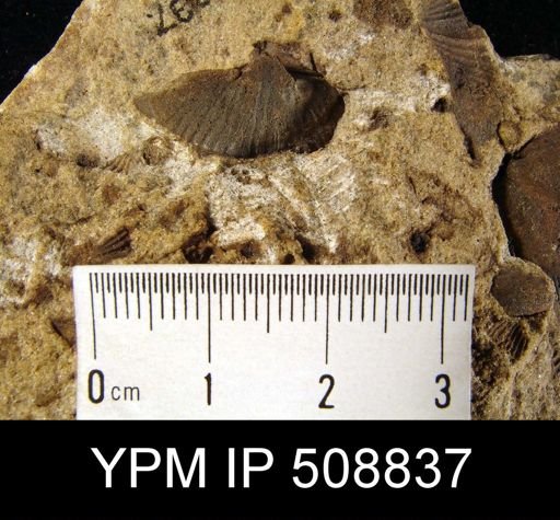 Syringothyris angulata?