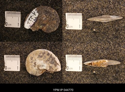 Sphenodiscus lenticularis
