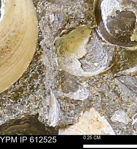 Protocardia sp.
