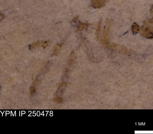 undet. Arachnida