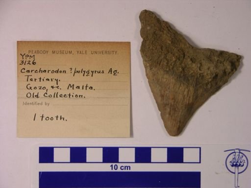 Carcharodon polygyrus?