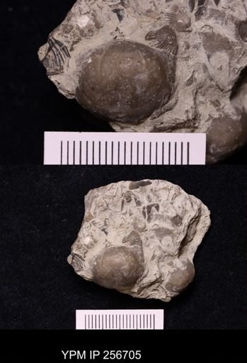 Leptaena nitens