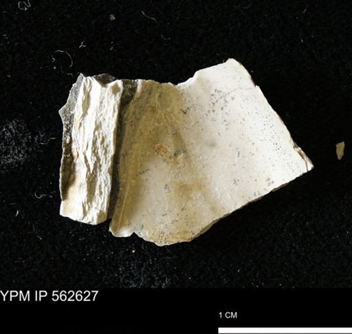 Phelopteria sp.