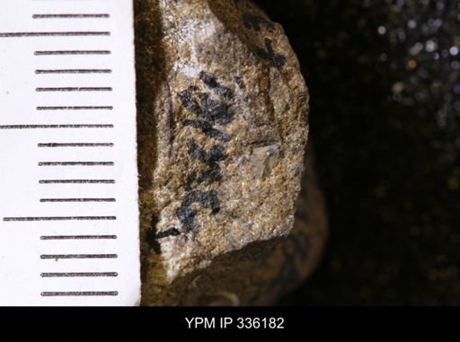 undet. Mollusca