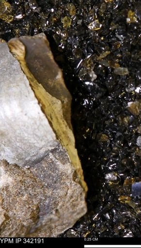 undet. Scaphitidae