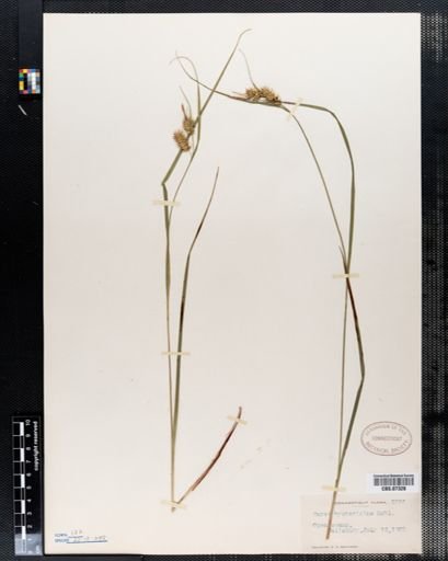 Carex hystericina